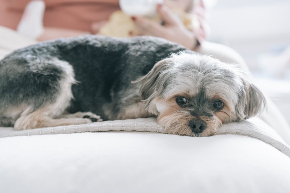  Warum Hunde Schlafen Unter Decke