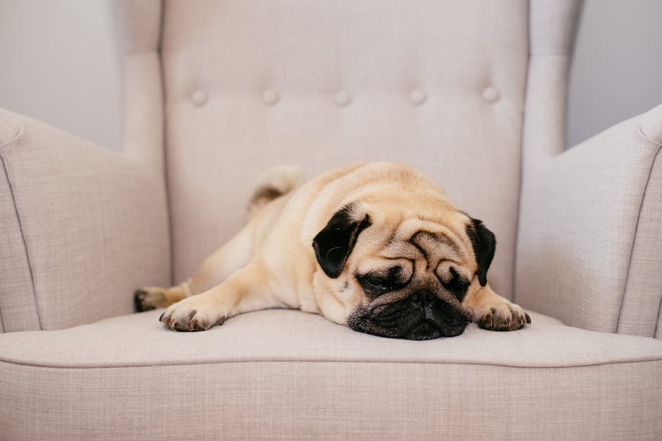  Warum Hunde zwischen den Beinen schlafen