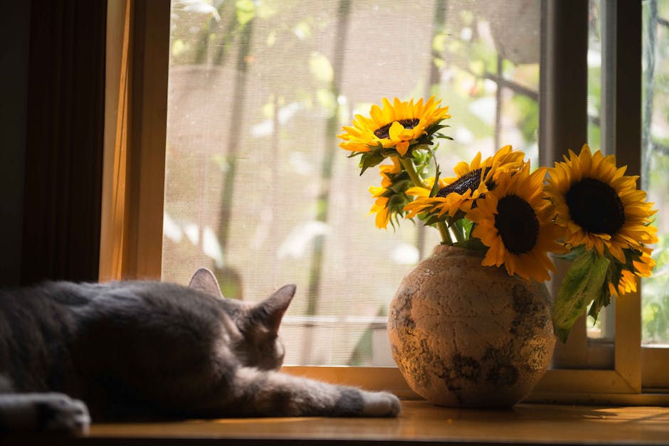  Warum schlafen Katzen am Kopf - Ein Blick auf die physiologischen Gründe