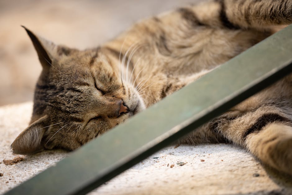 Warum Katzen am Kopf schlafen