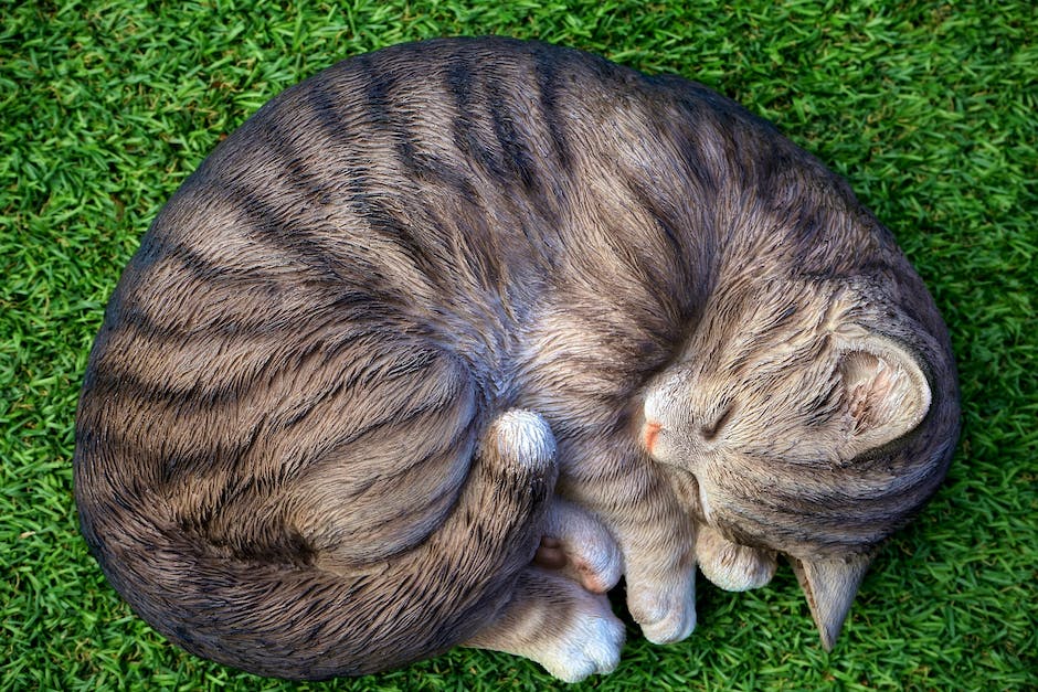 Katzen an den Füßen schlafen, weil es sich sicher und warm anfühlt