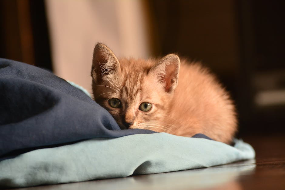 Warum Katzen auf Schränken oder Sofas schlafen