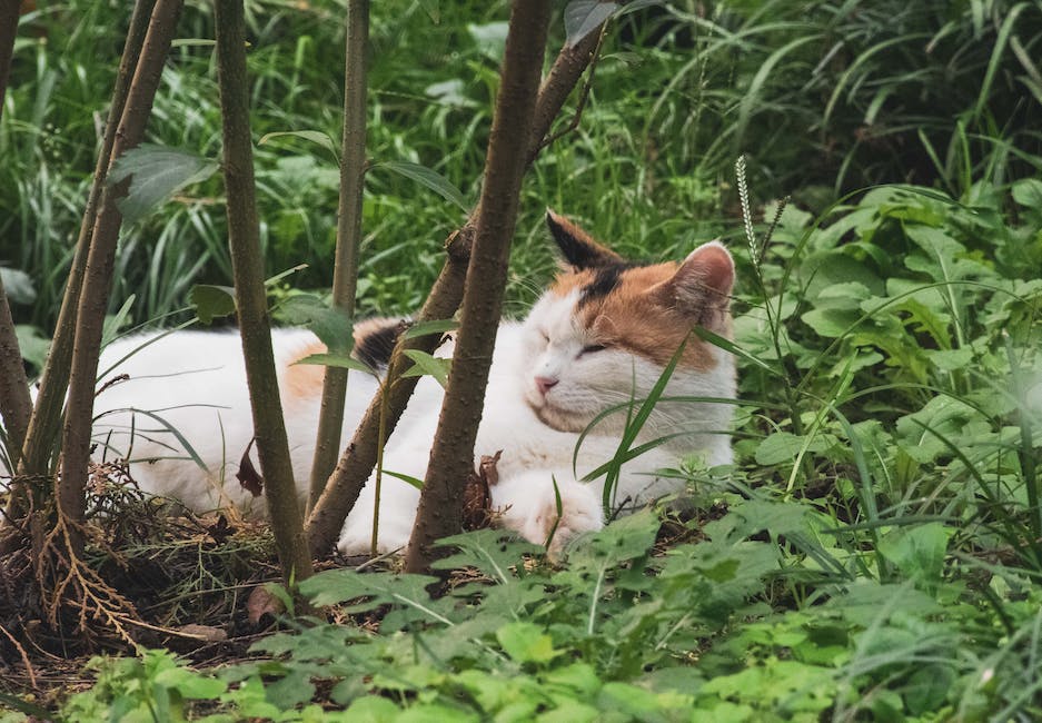  Warum Katzen bei Menschen schlafen