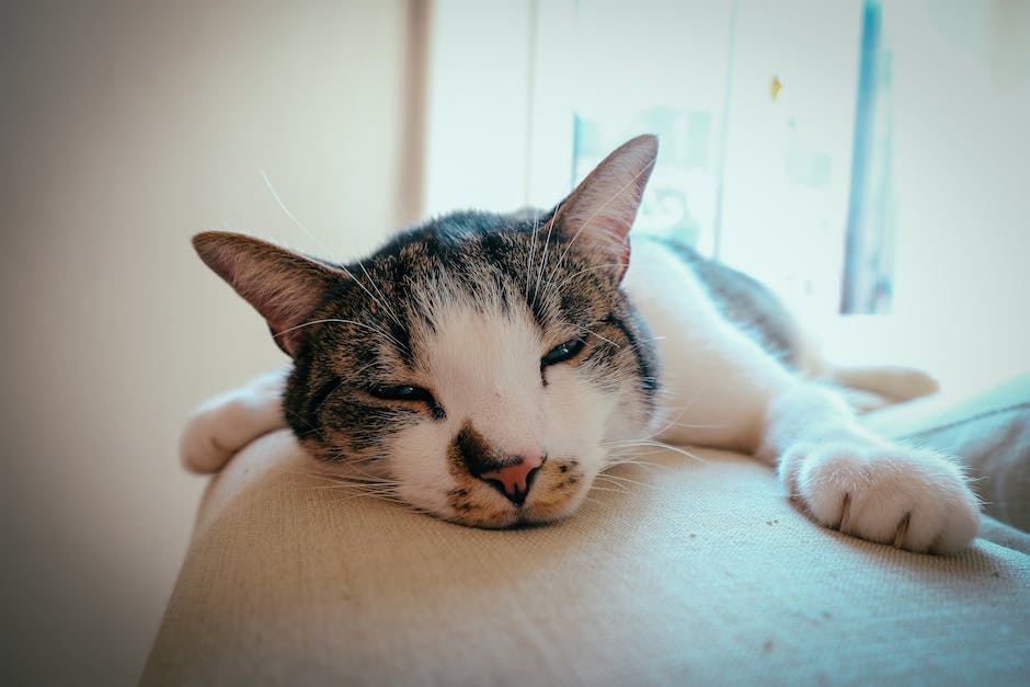  Katzen zeigen Zuneigung, wenn sie auf Menschen schlafen