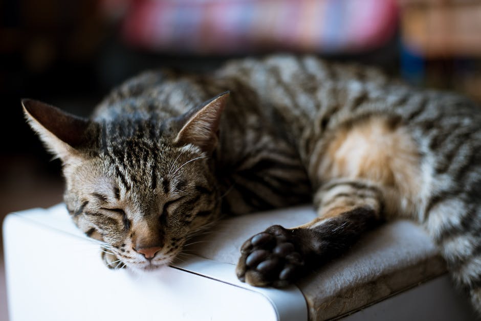  Katzen genießen Menschen als bequeme Schlafplätze