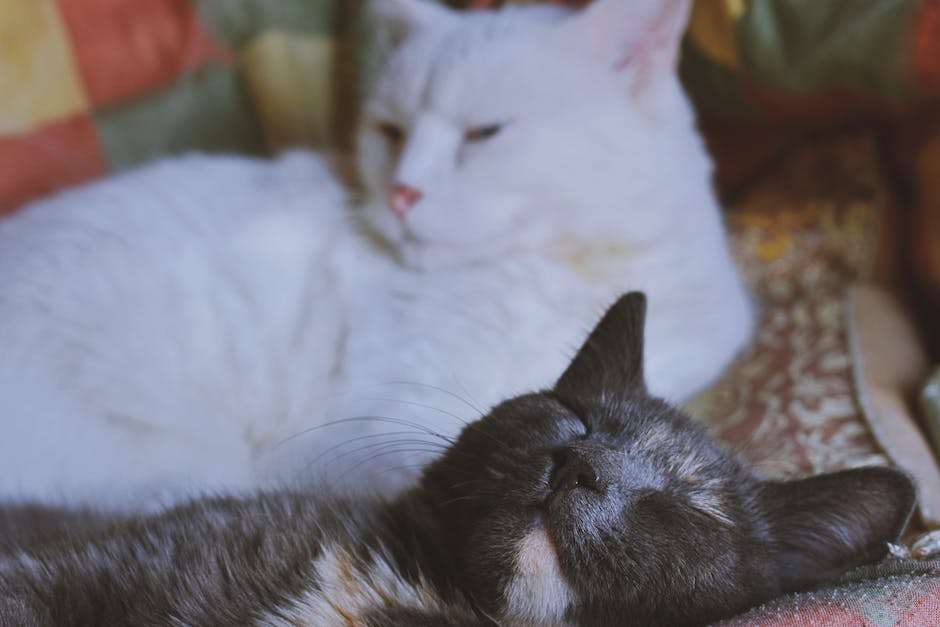 Warum Katzen gerne auf Menschen schlafen