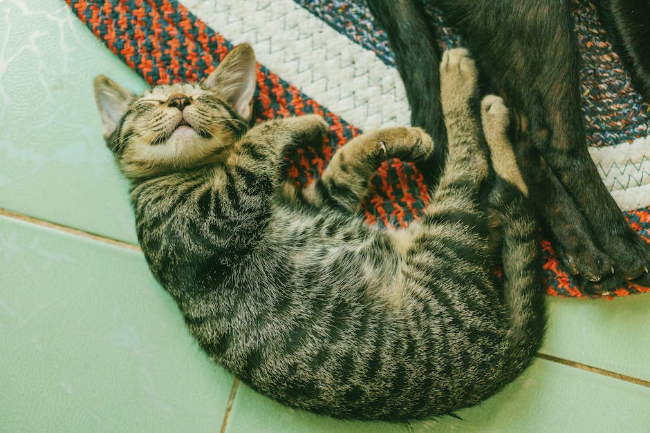  Warum Katzen gerne in Betten schlafen