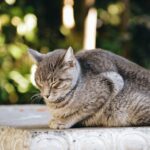 Katzen Zufriedenheit durch Bettschlaf