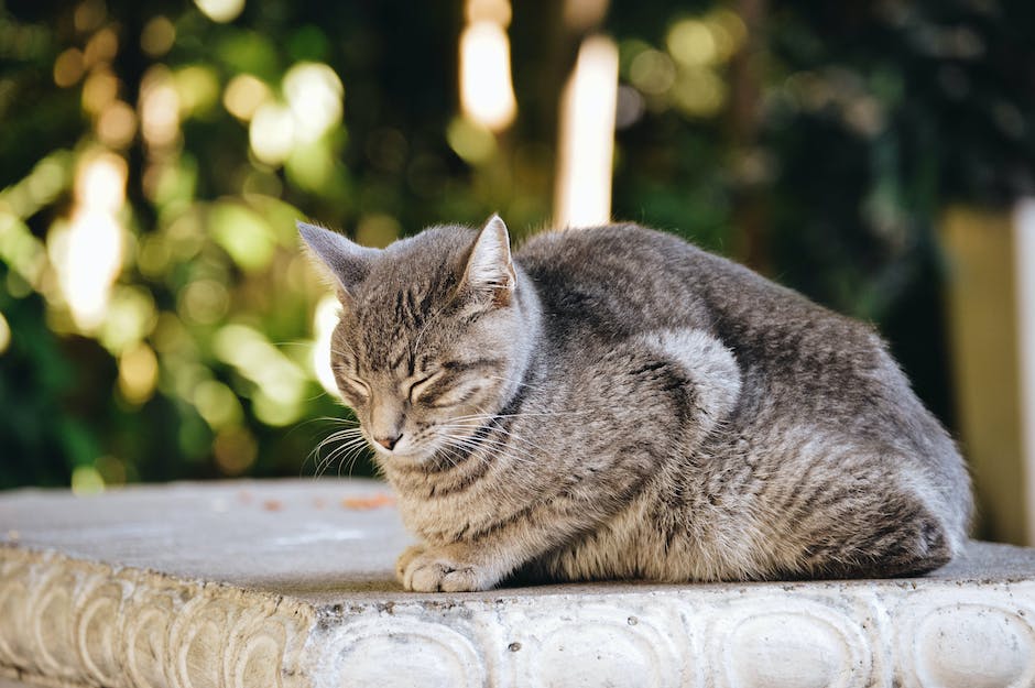 Katzen Zufriedenheit durch Bettschlaf