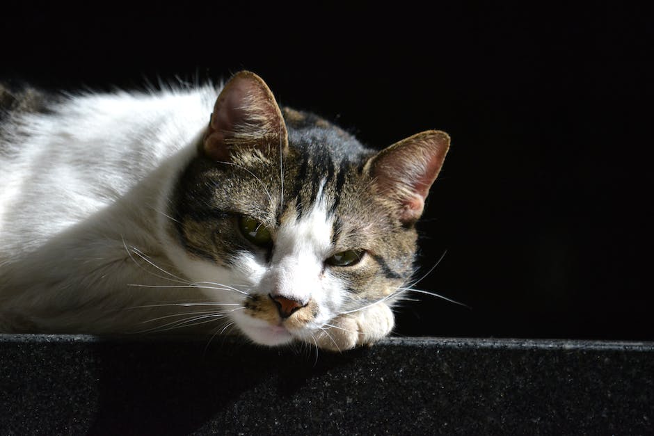  Katze schläft viel im Winter aus Energieeinsparung