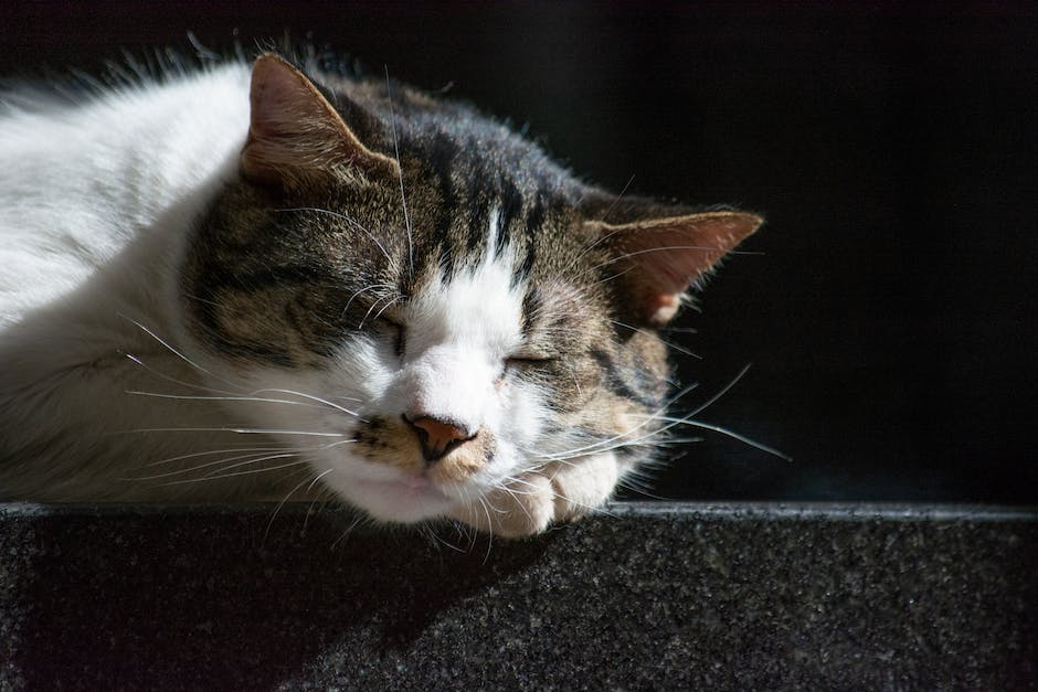 Katzen im Winter Schlafbedürfnis erhöhen