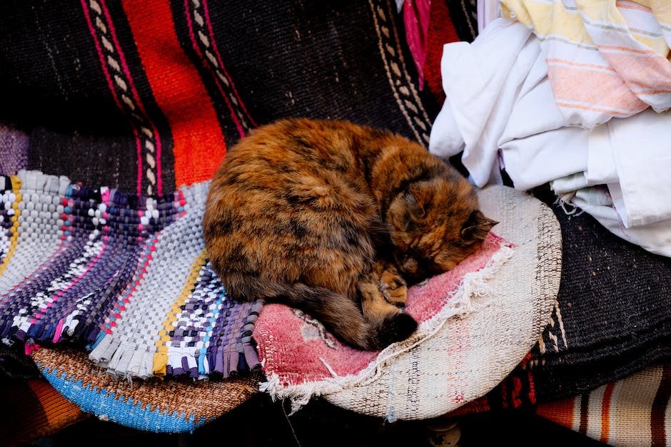 Katzen im Winter ausgiebig schlafen