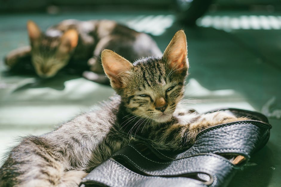  Warum Katzen unter der Decke schlafen