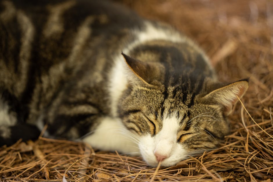 Warum Katzen beim Schlafen schnurren