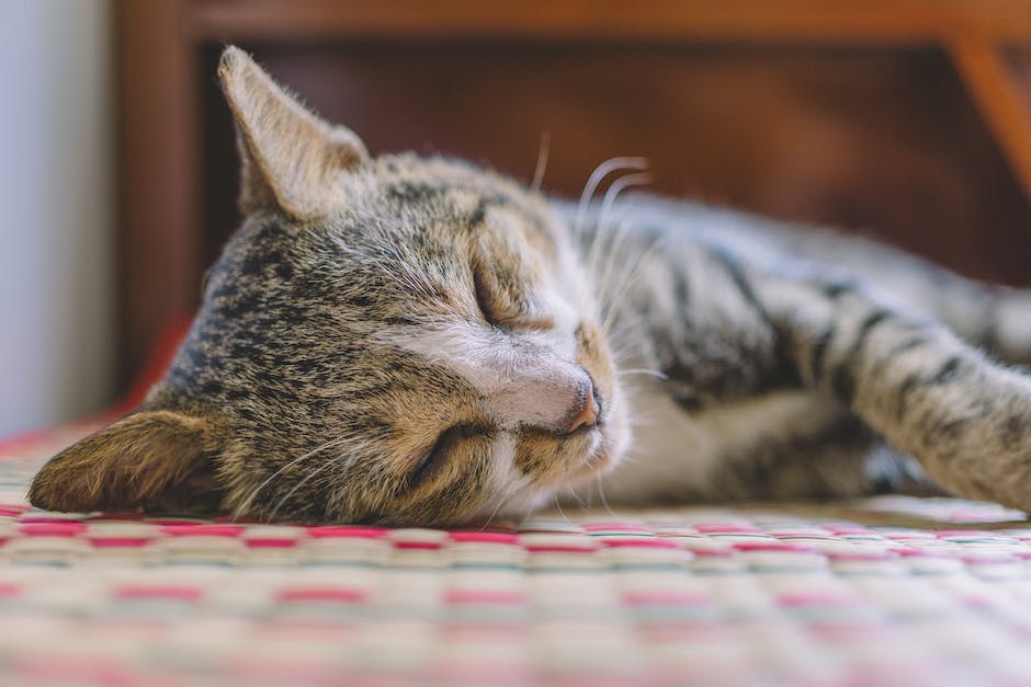  Katze Schlafen Zunge Strecken Warum