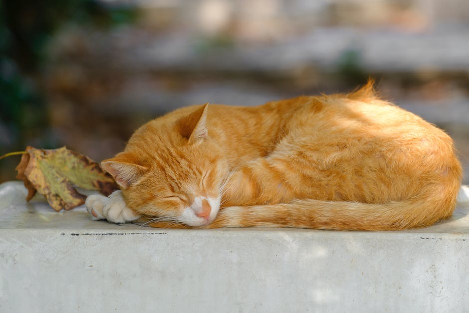 Katze schlafen mit ausgestreckter Zunge