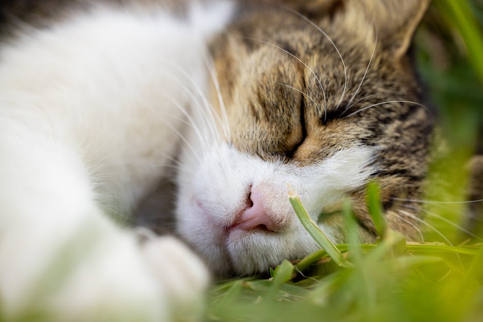  Gründe warum Katzen ihr Gesicht während des Schlafens verstecken