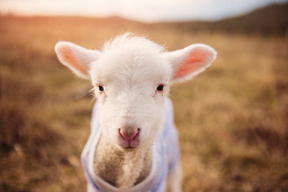  warum Babys weinen beim Schlafengehen