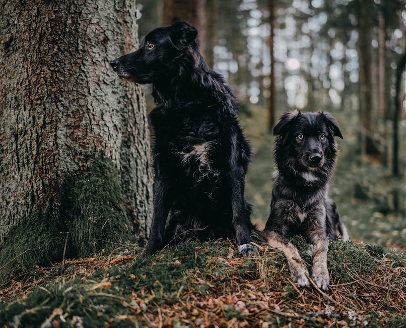  Warum Hunde im Schlaf weinen