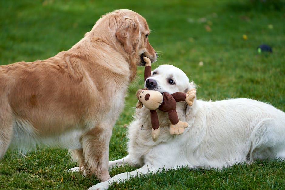 Warum Hunde im Schlaf weinen