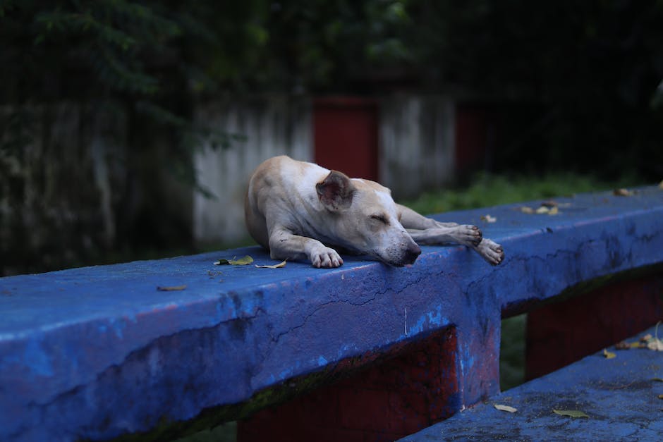 Warum Hunde gerne im Bett schlafen