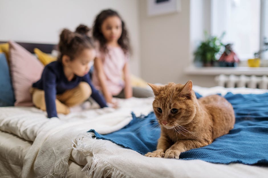  Warum mögen Katzen im Bett schlafen