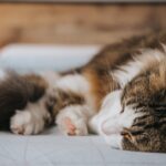 Warum Katzen gerne im Bett schlafen