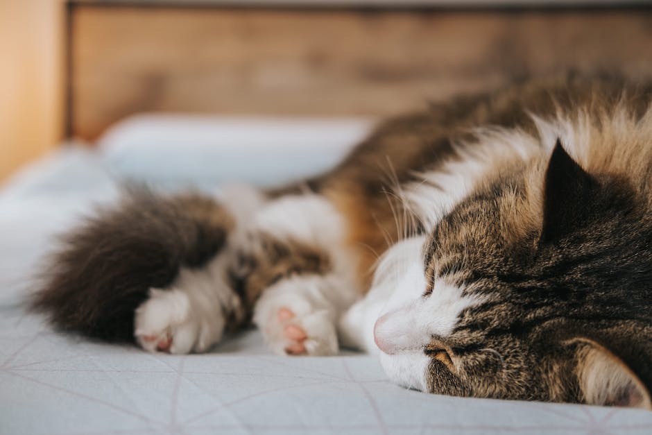 Warum Katzen gerne im Bett schlafen