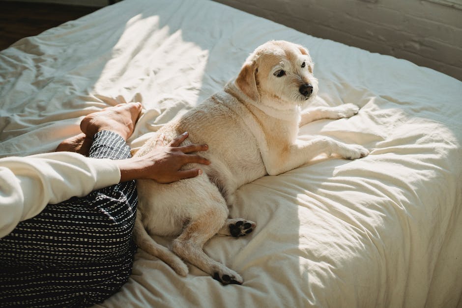  Gründe warum Hunde nicht im Bett schlafen