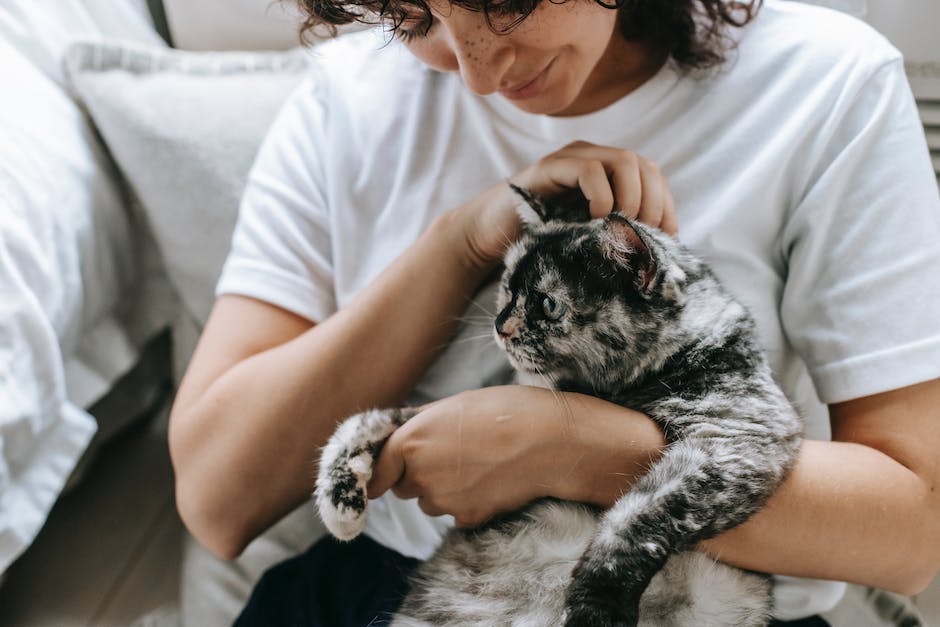 Katzenbetten: Warum Katzen gerne im Bett schlafen