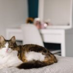 Katzenbettzeit-Warum-Katzen-es-lieben-im-Bett-zu-schlafen