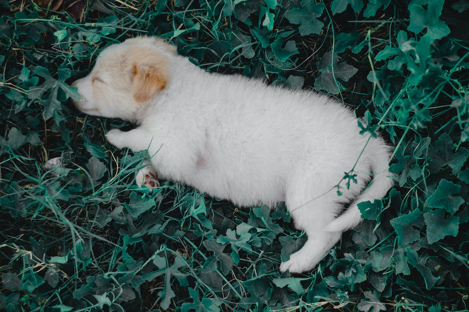 zitternder Hund im Schlaf