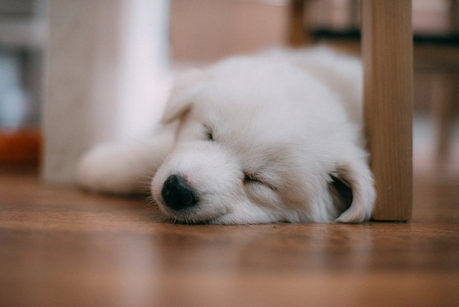 Warum Hunde beim Schlafen zucken