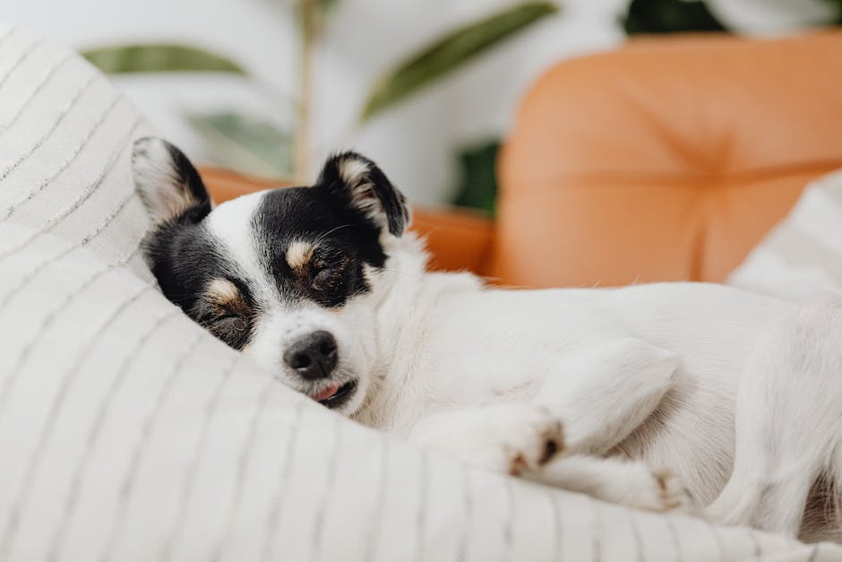 Wie viel Schlaf braucht ein Hund