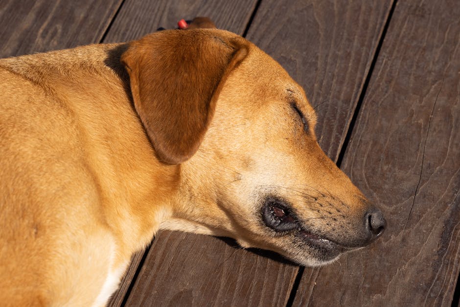 Länge des Schlafs von Hunden