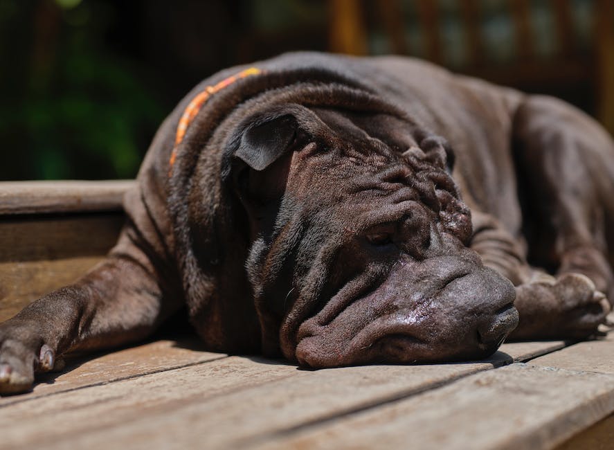 Länge des Schlafens bei Hunden