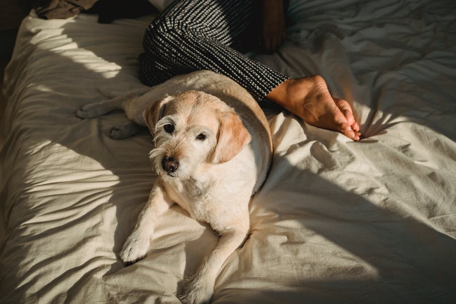  Hunde Schlafgewohnheiten Nachtruhe Zeitbedarf