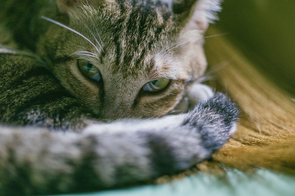 Katzen Schlafmuster - Wie lange schlafen Katzen am Stück?