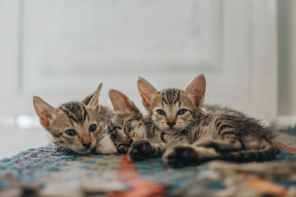 Länge des Katzenschlafs pro Tag