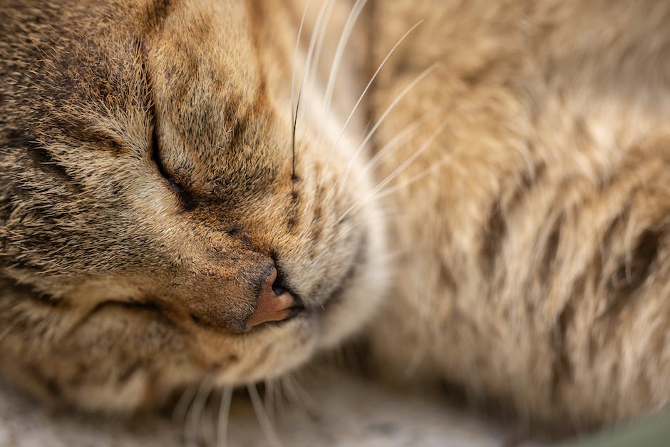  Katzen mit 12 Wochen Schlafdauer