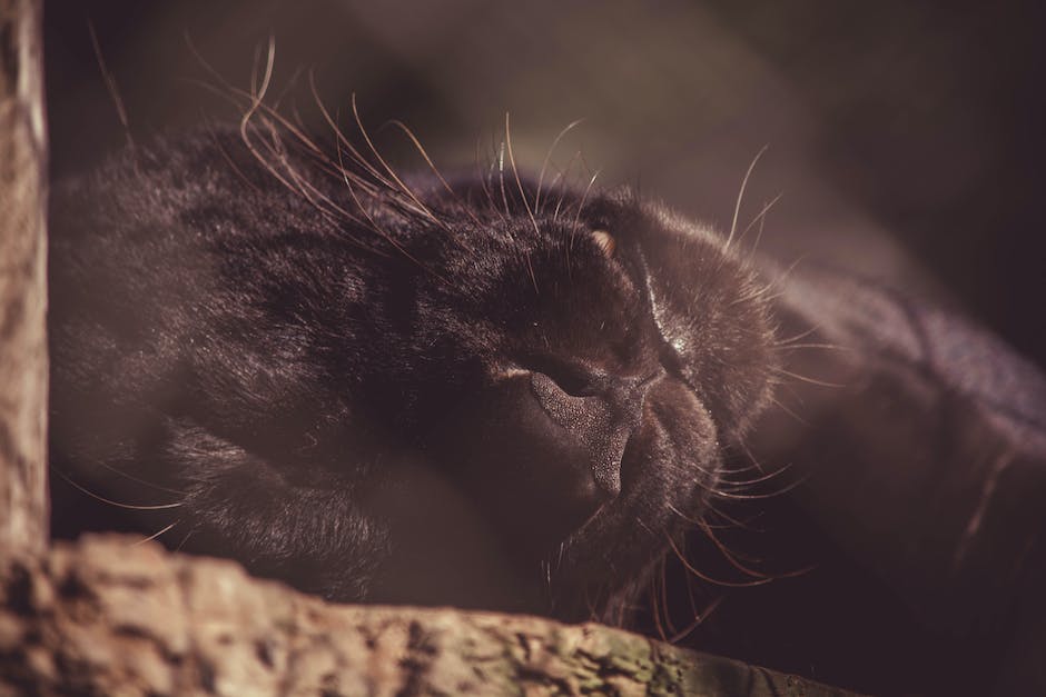  Katzenbabys und ihr Schlafverhalten