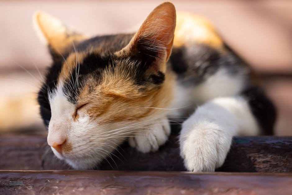 Kleine Katzen Schlafzeiten