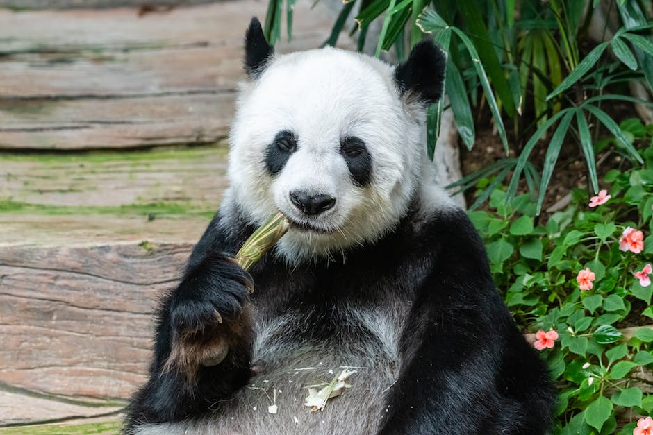 Länge des Schlafes bei Pandas